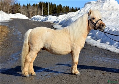  hästar Avelshingst shetlandsponny - Annons 1