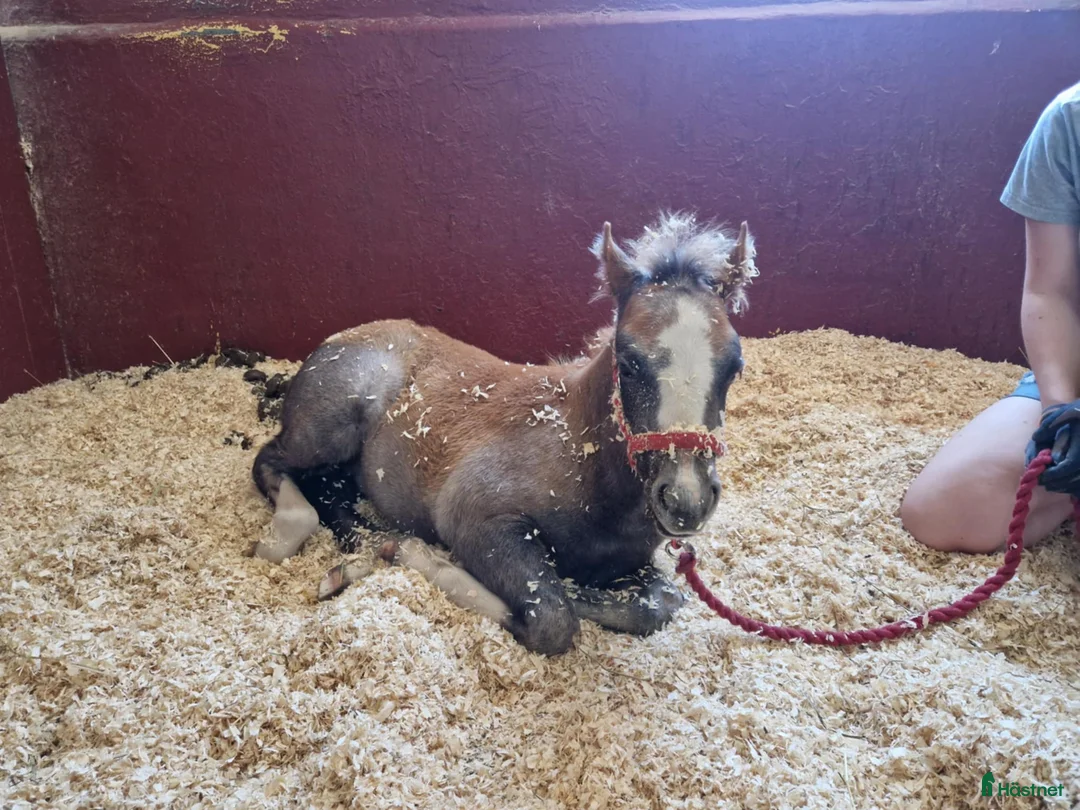 Allround hästar till salu: Framåt welsh mountainkille i Stenkullen - Annons 5