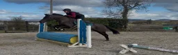 Hoppning hästar till salu: Talented jumping pony - Annons 7