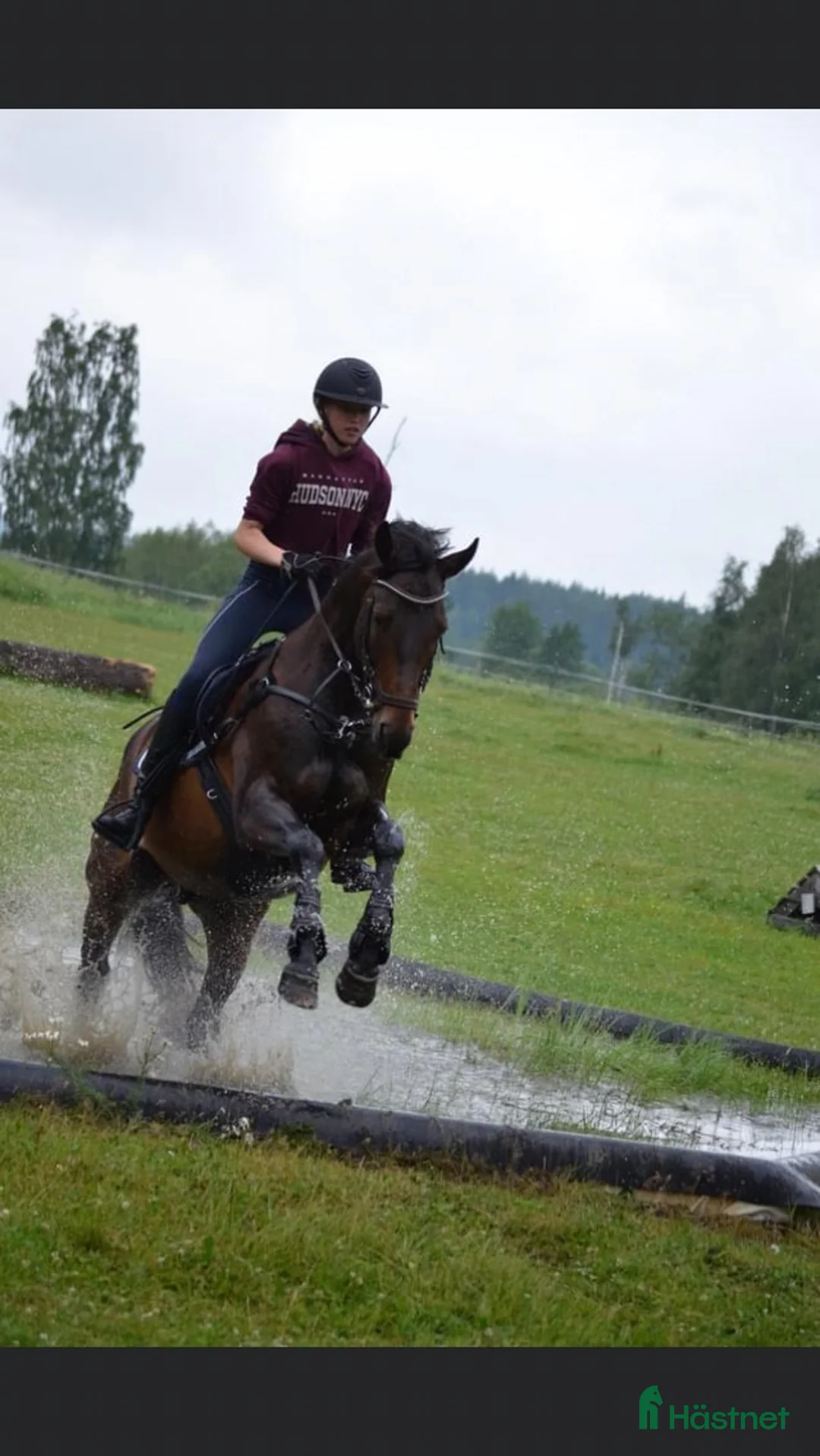 Allround hästar till salu: Genomsnäll valack söker nytt hem! RESERVERAD - Annons 1