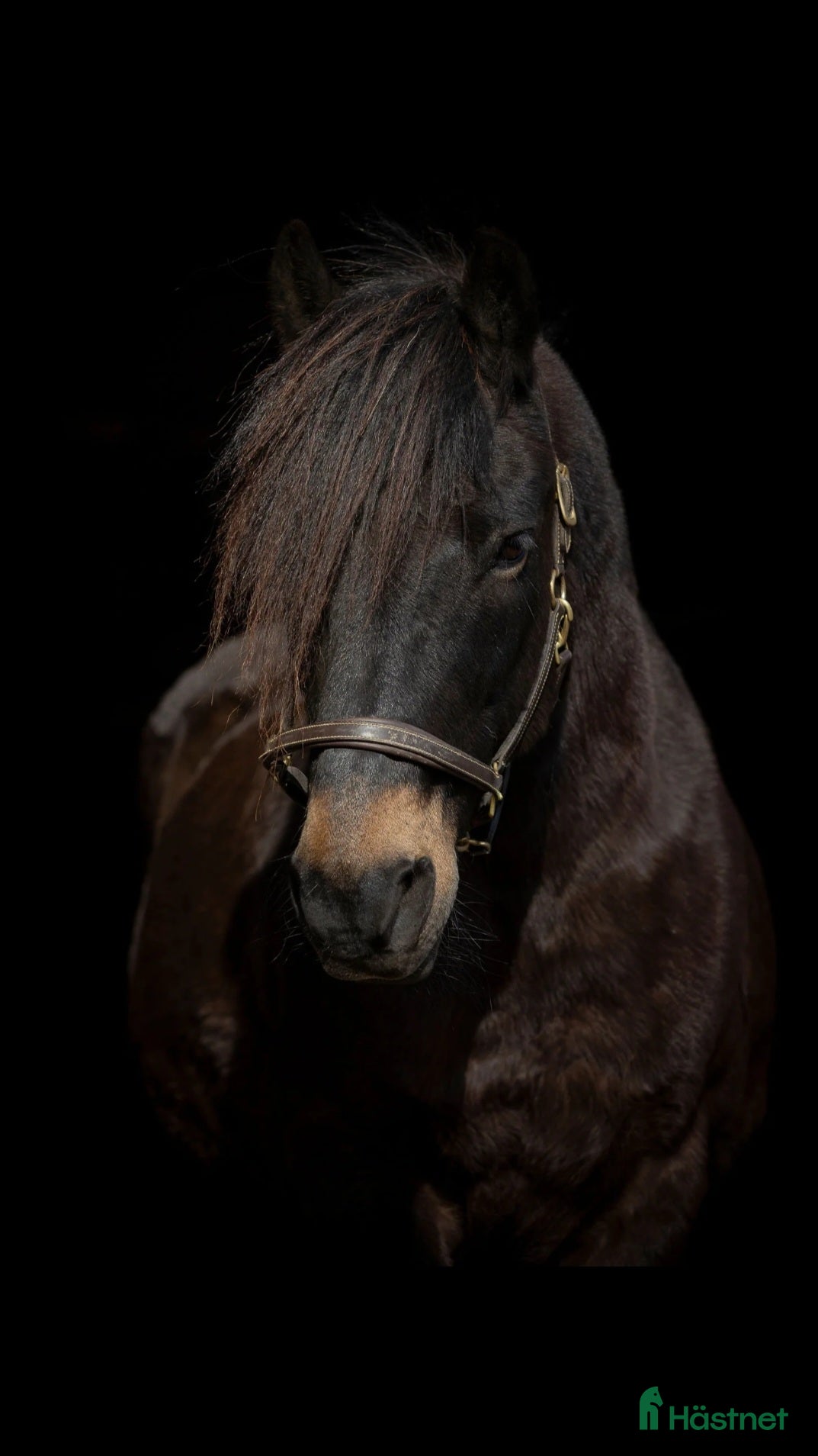  hästar Herre med hjärtat på rätt ställe i Filipstad - Annons 13