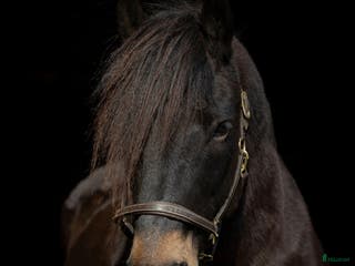 hästar Herre med hjärtat på rätt ställe i Filipstad - Annons 10