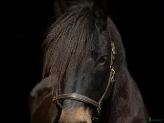 hästar Herre med hjärtat på rätt ställe i Filipstad - Annons 13