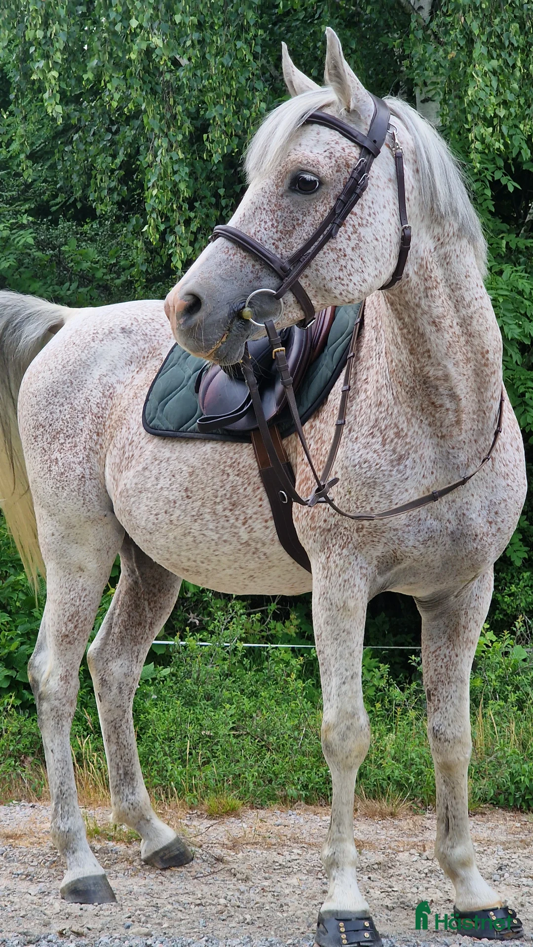 Allround hästar till salu: En vit prins med ett stort hjärta av guld i Karlskrona - Annons 3