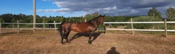 Dressyr hästar till salu: Vacker projekthäst! - Annons 2