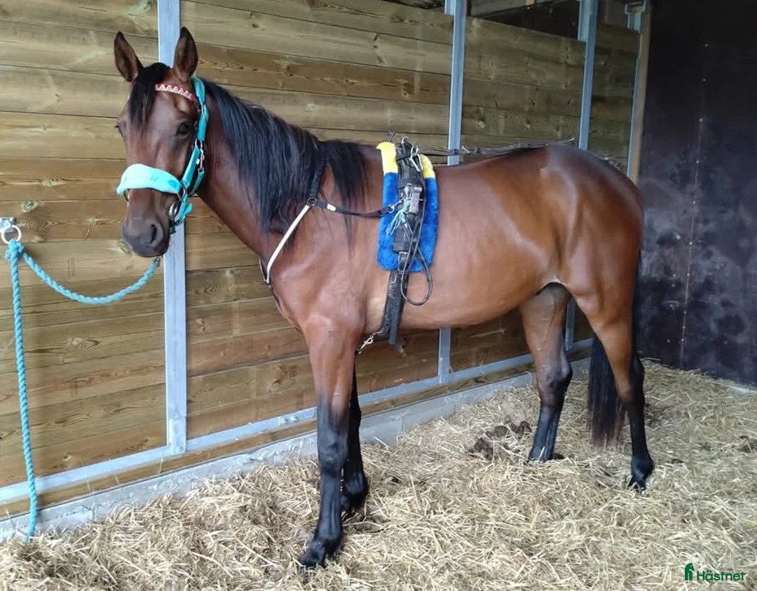 Allround hästar till salu: Gosig lustigkurre - Annons 2