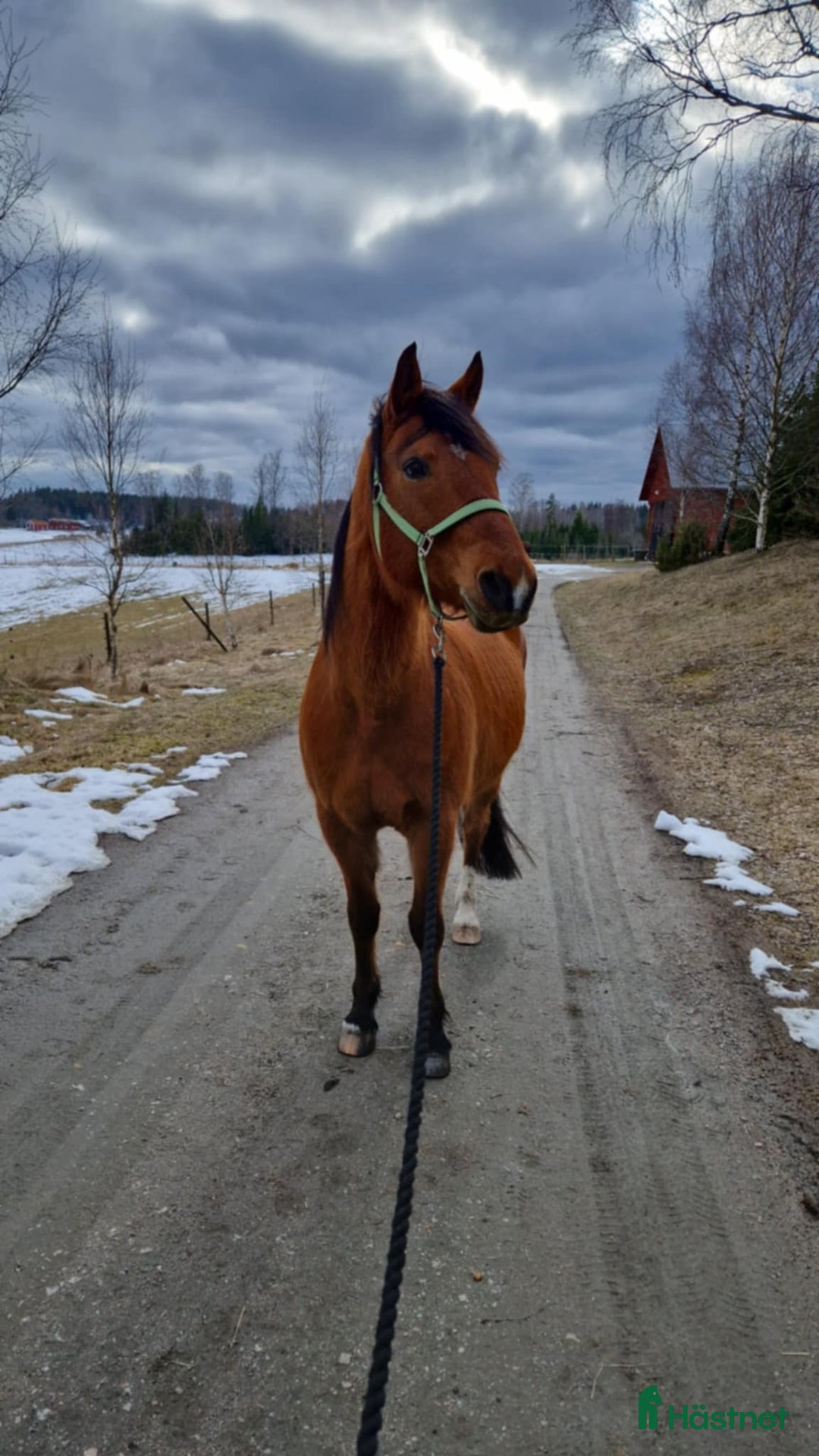  foderhäst finnes: Valack, sällskap, lättare ridning, promenad i Grytgöl - Annons 1