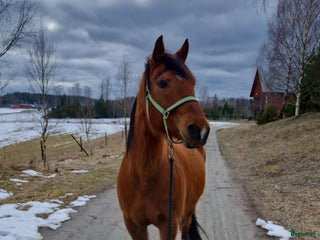 foderhäst Valack, sällskap, lättare ridning, promenad i Grytgöl - Annons 14