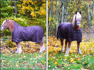 Täcken hästutrustning till salu: Nisch utetäcke i Ljungby - Annons 6