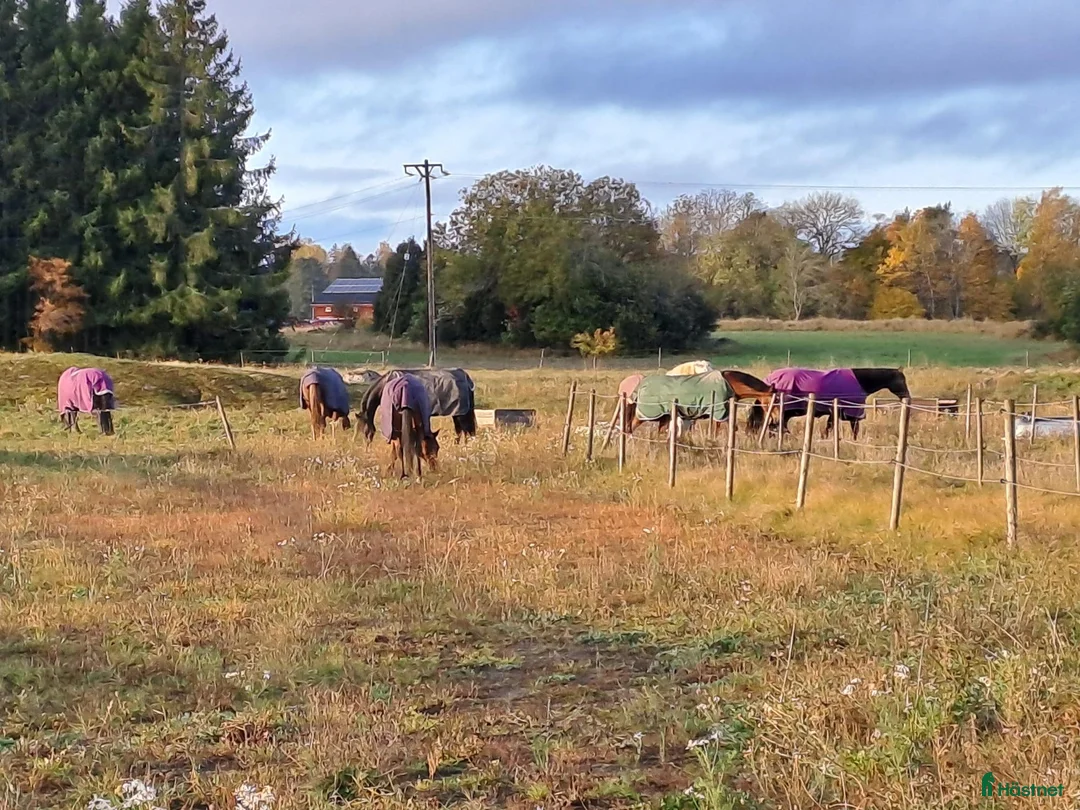  stallplats finnes: Lediga Stallplatser Önsta Stallet i Bro - Annons 12