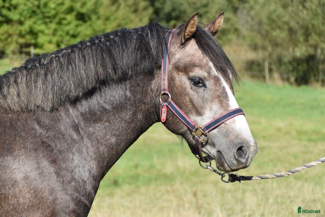 Hoppning hästar till salu: Kvalitetsponny med förärvningssäker stam, hoppning i Skivarp - Annons 2