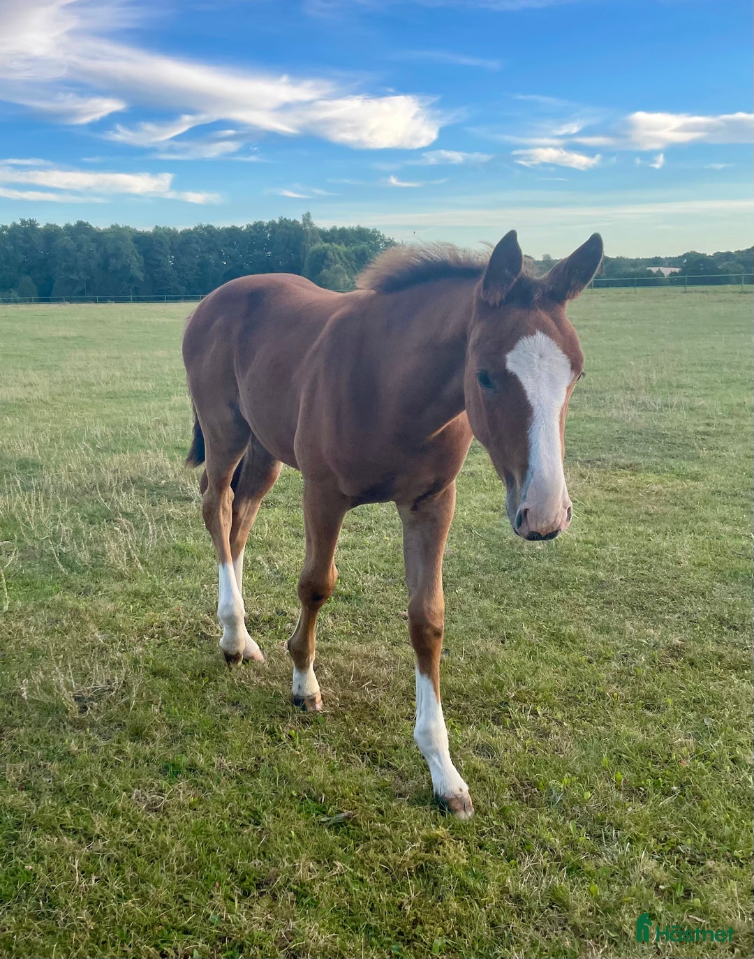 Avelshästar hästar till salu: Sto till avel  i Herrljunga - Annons 2