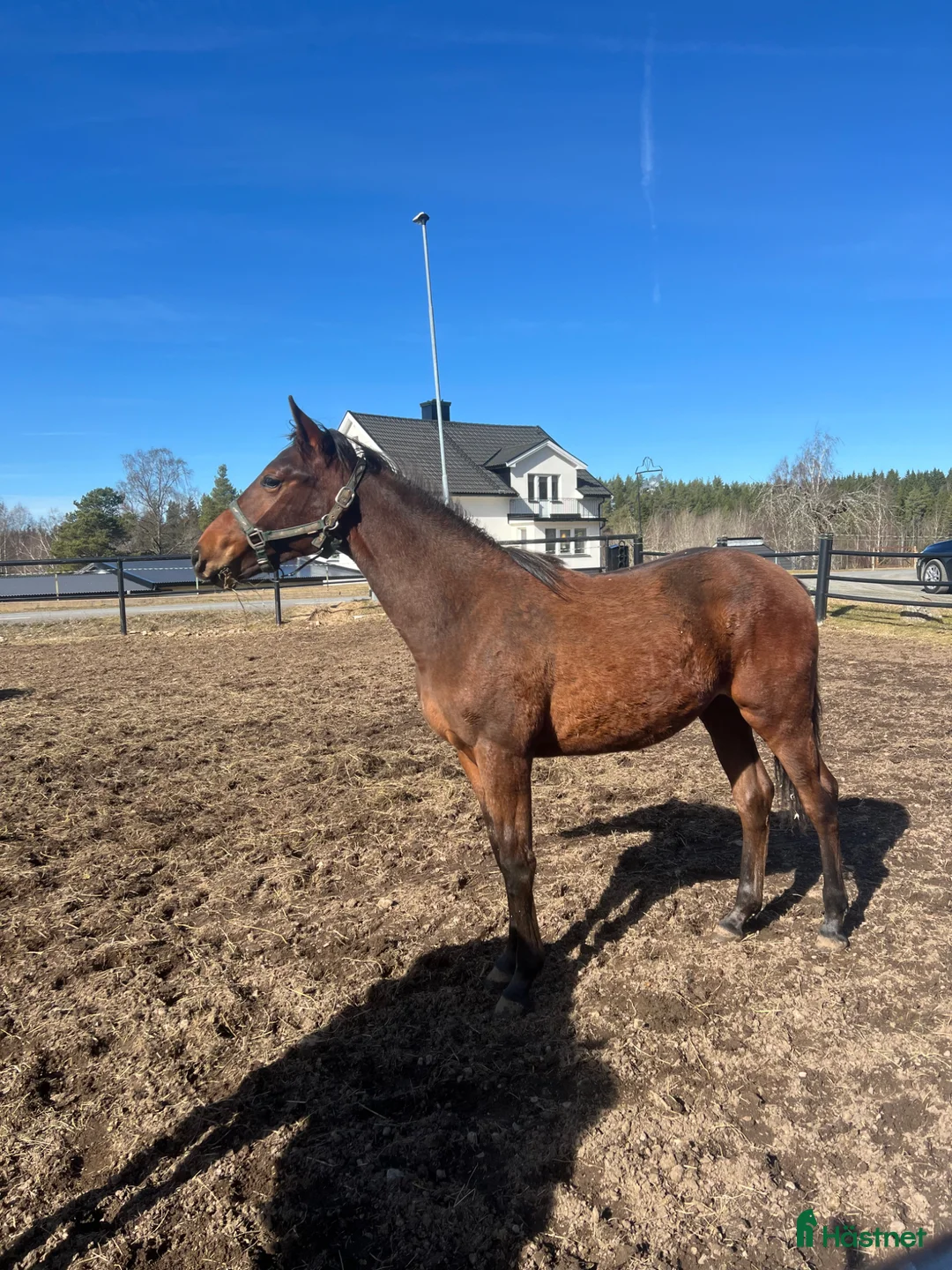 Allround hästar till salu: FYNDA fin 1 åring.  - Annons 2