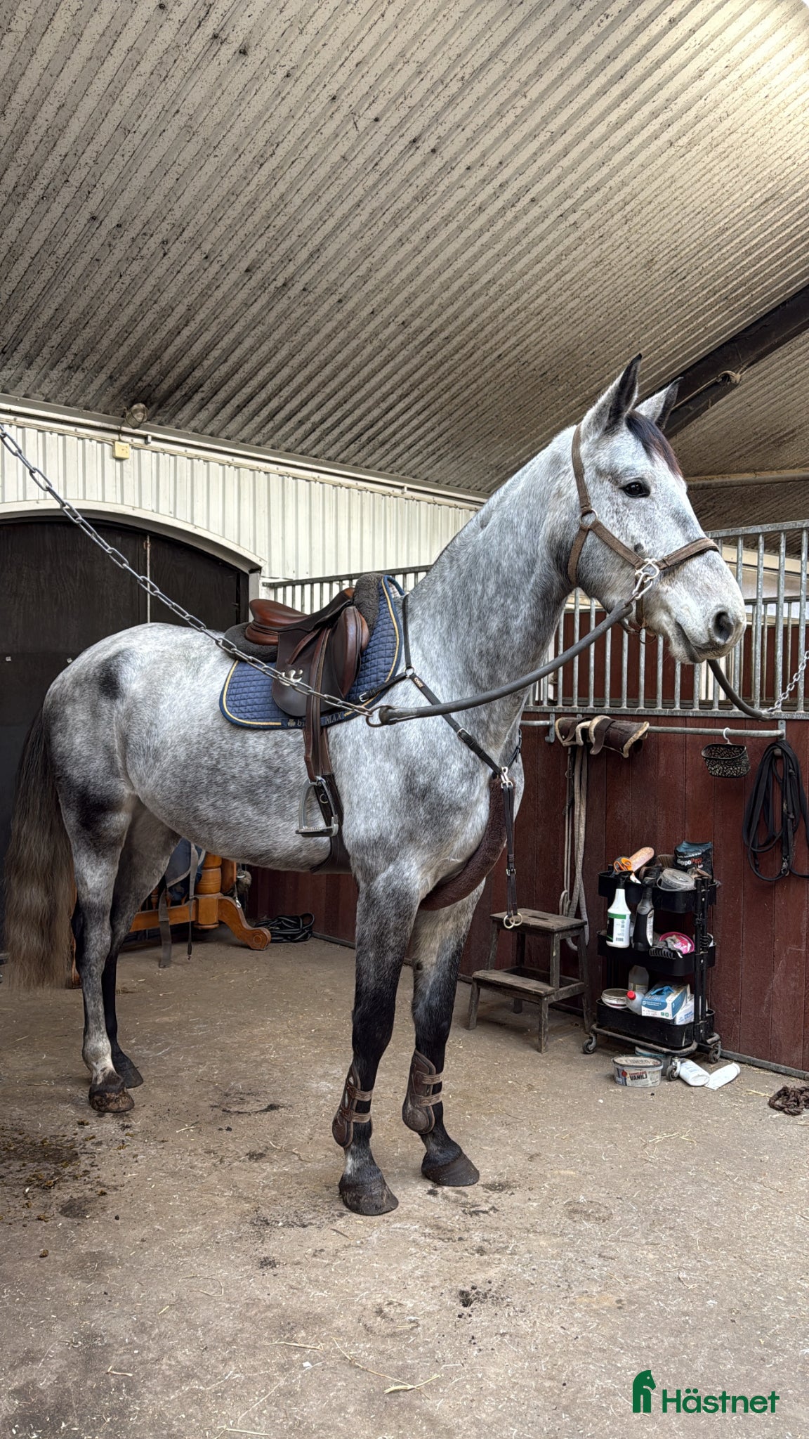  hästar Killen med hjärtat på helt rätt ställe! - Annons 1