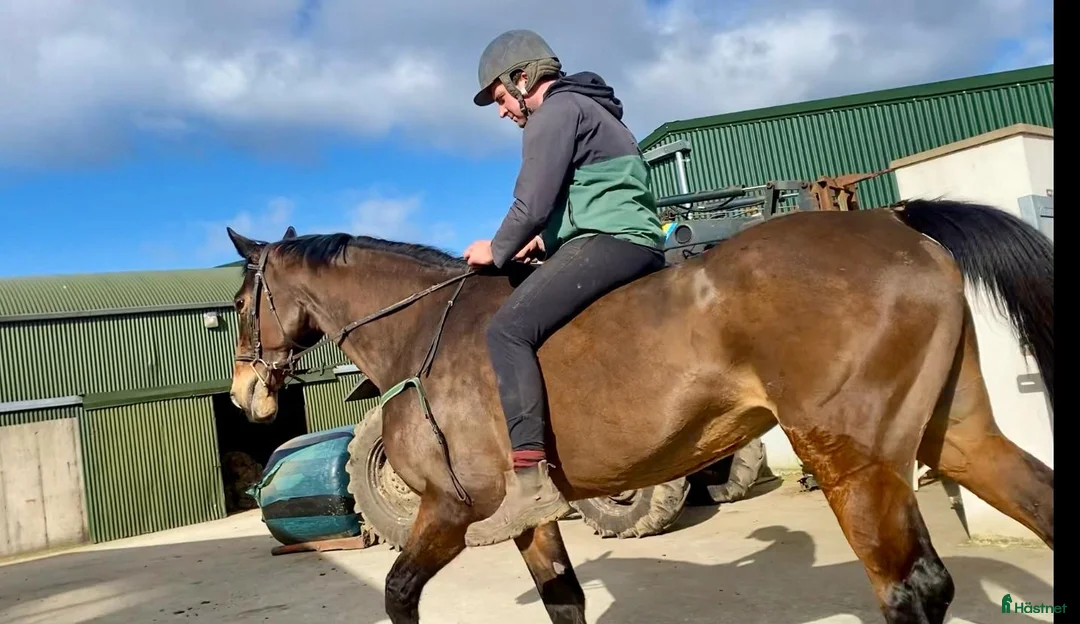 Allround hästar till salu: Allrounder horses i Ljungby - Annons 13
