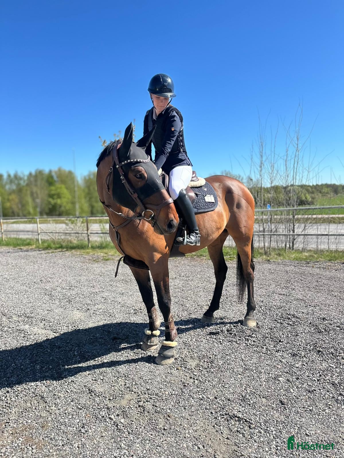 Allround hästar till salu: Glad och positiv valack!  - Annons 1