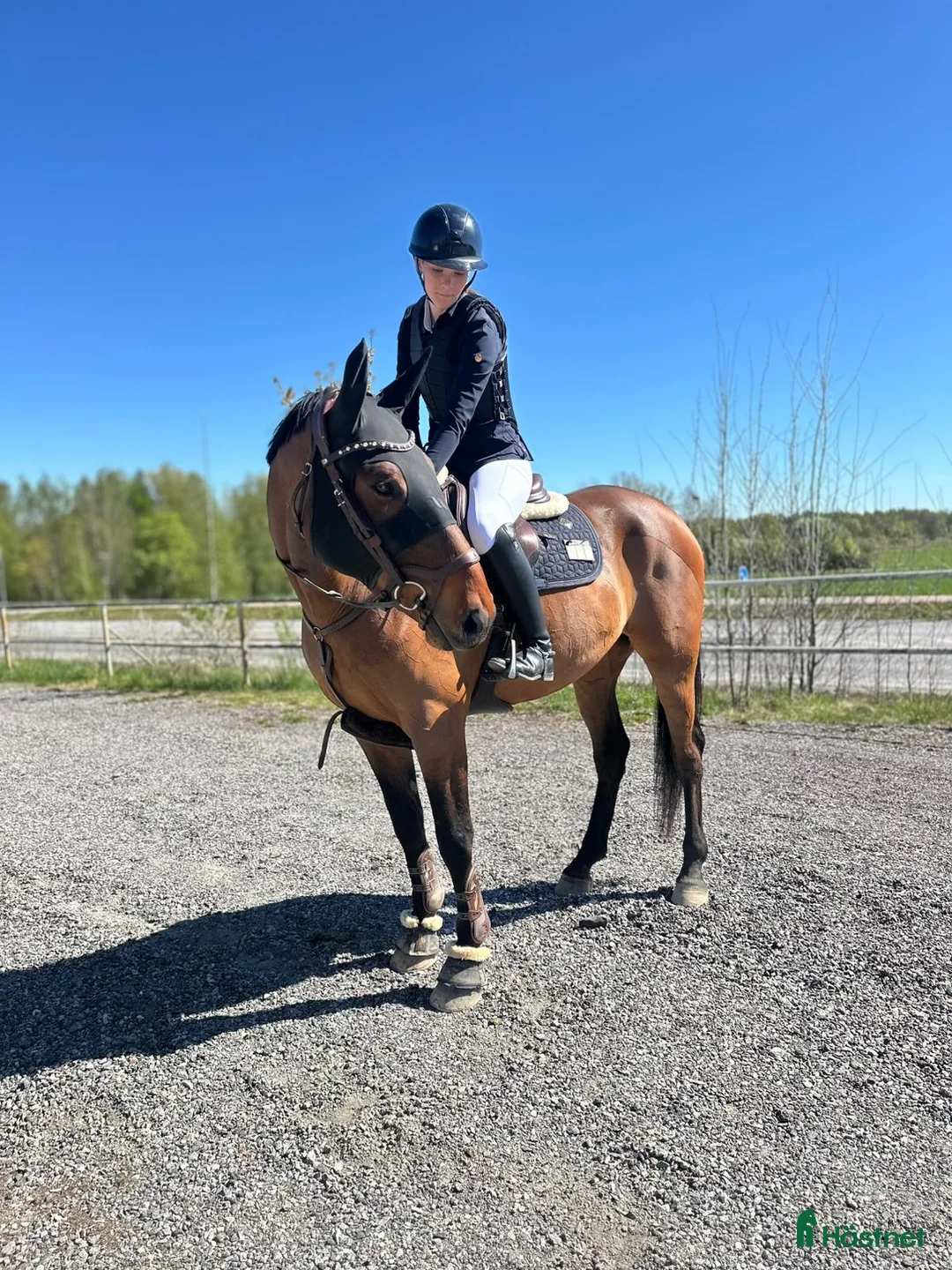 Allround hästar till salu: Glad och positiv valack!  - Annons 1