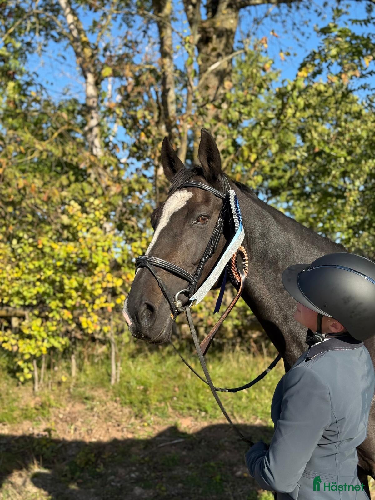  hästar Vi har lediga platser! - Annons 19