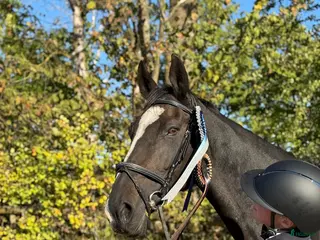 Allround hästar sökes: Vi har lediga platser! - Annons 4