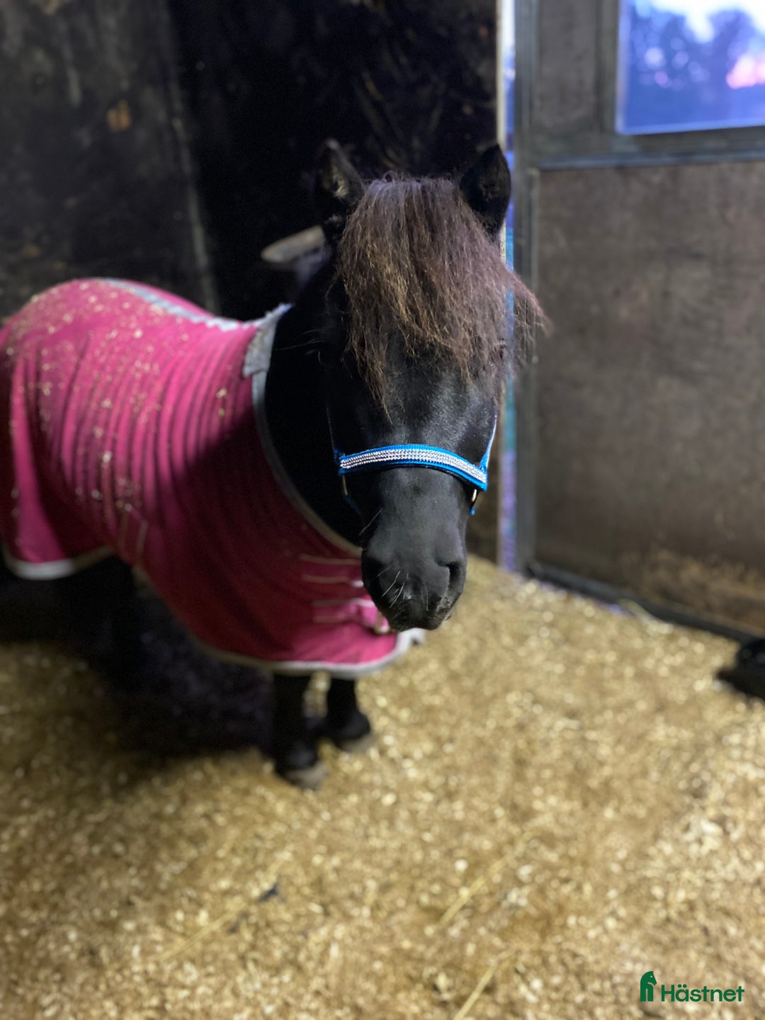 Trav hästar till salu: Läromästare  i Nybro - Annons 2