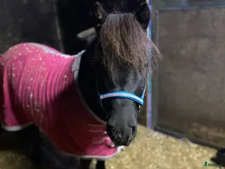 hästar Läromästare i Nybro - Annons 12