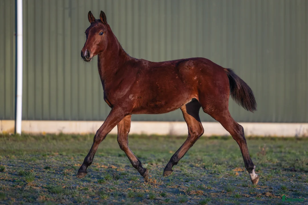 Hoppning hästar till salu: 1-åring e Chacco-Blue x Vigo D’Arsouilles - Annons 2