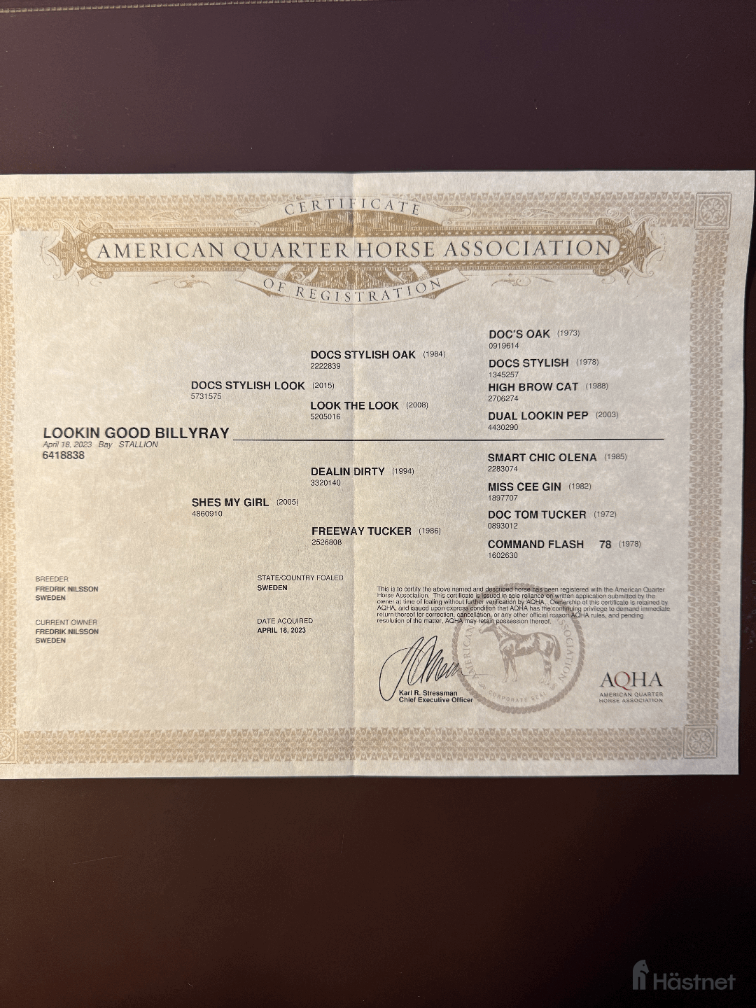 Western hästar till salu: Cool talang! i Istorp - Annons 4