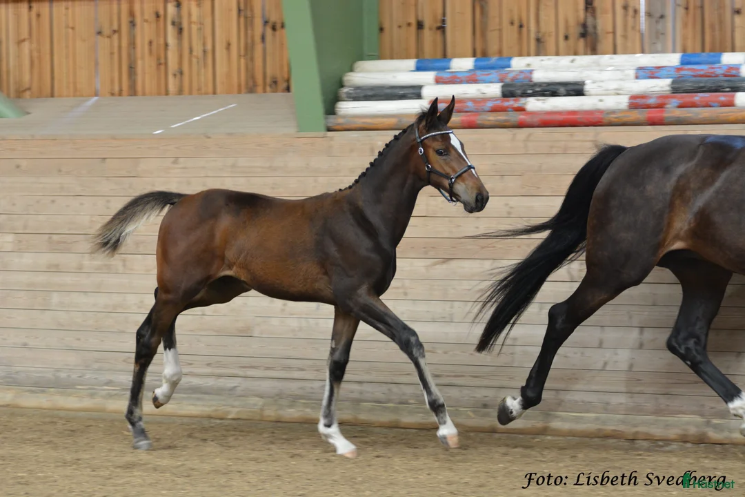 Hoppning hästar till salu: Högst bedömda hoppföl i Örebro  i Glanshammar - Annons 2