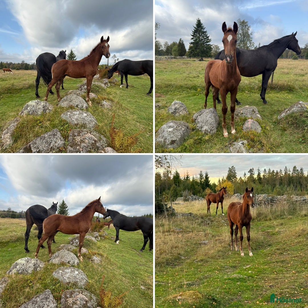 Dressyr hästar till salu: Uttrycksfull hingst med meriterat möderne i Nässjö - Annons 2