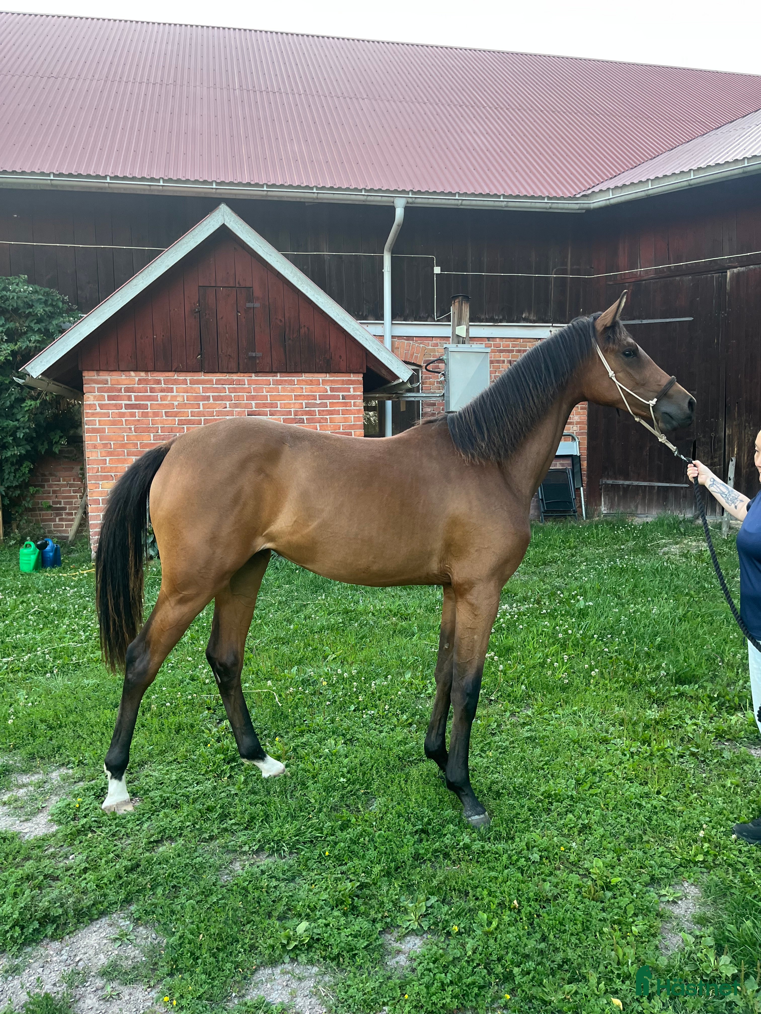 Hoppning hästar till salu: Prissänkt! Piggt och glatt sto -24 i Väring - Annons 4