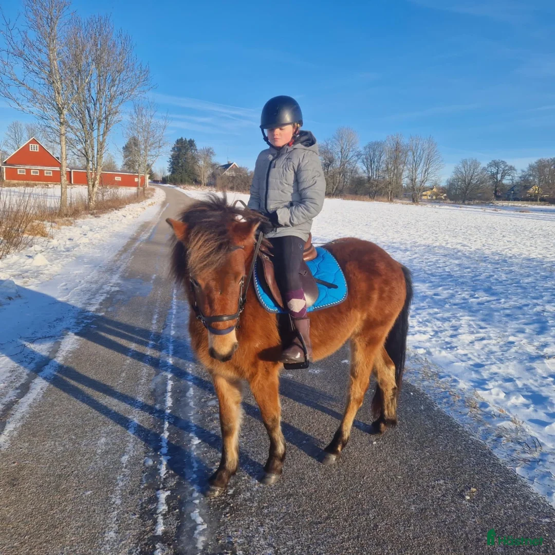 Avelshästar hästar till salu: Superfina ponnyer till bra pris! - Annons 2