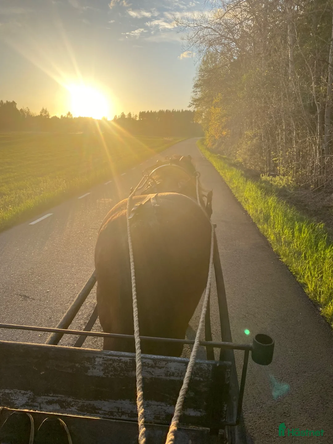 Akademiskt hästar sökes: Våran nya Hjärtevän  - Annons 2