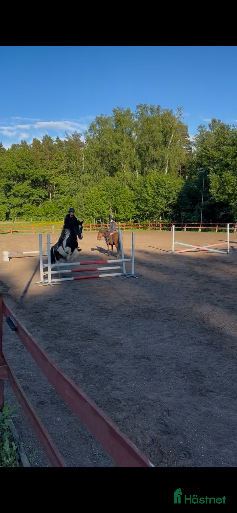  hästar Söker foderhäst! - Annons 10