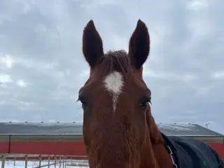 hästar Fin ridtravare med stor potential💫 i Höviksnäs - Annons 8