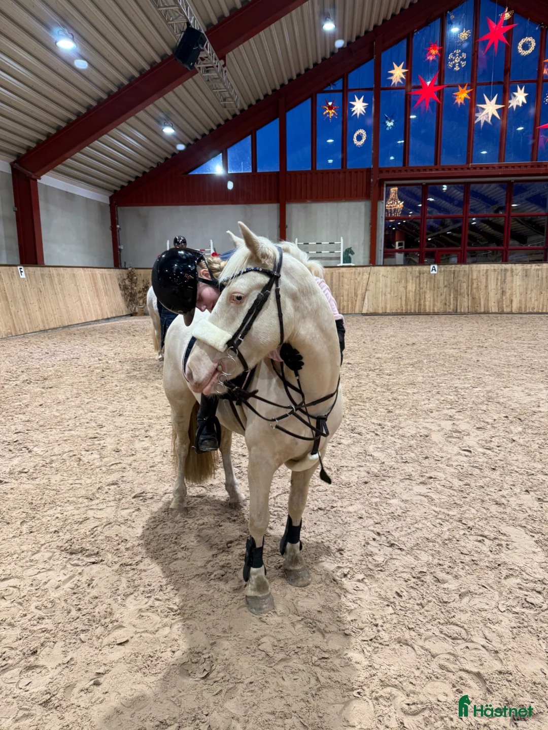 Hoppning hästar till salu: Talangfull drömponny! - Annons 1