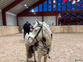 hästar Talangfull drömponny! - Annons 7