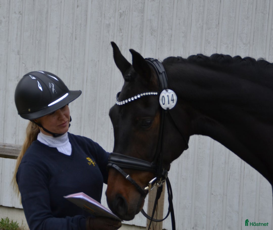 Dressyr hästar till salu: Kvalitet och bra psyke ⭐️ i Göteborg - Annons 1