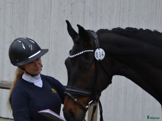 hästar Kvalitet och bra psyke ⭐️ i Göteborg - Annons 9