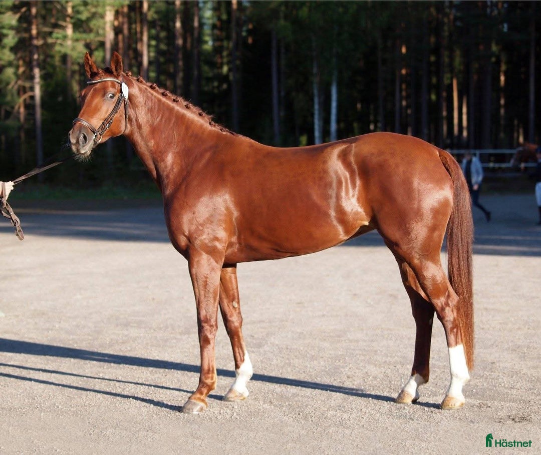 Dressyr hästar till salu: Ettåring för dressyr med trevlig mekanik i Aspås - Annons 3