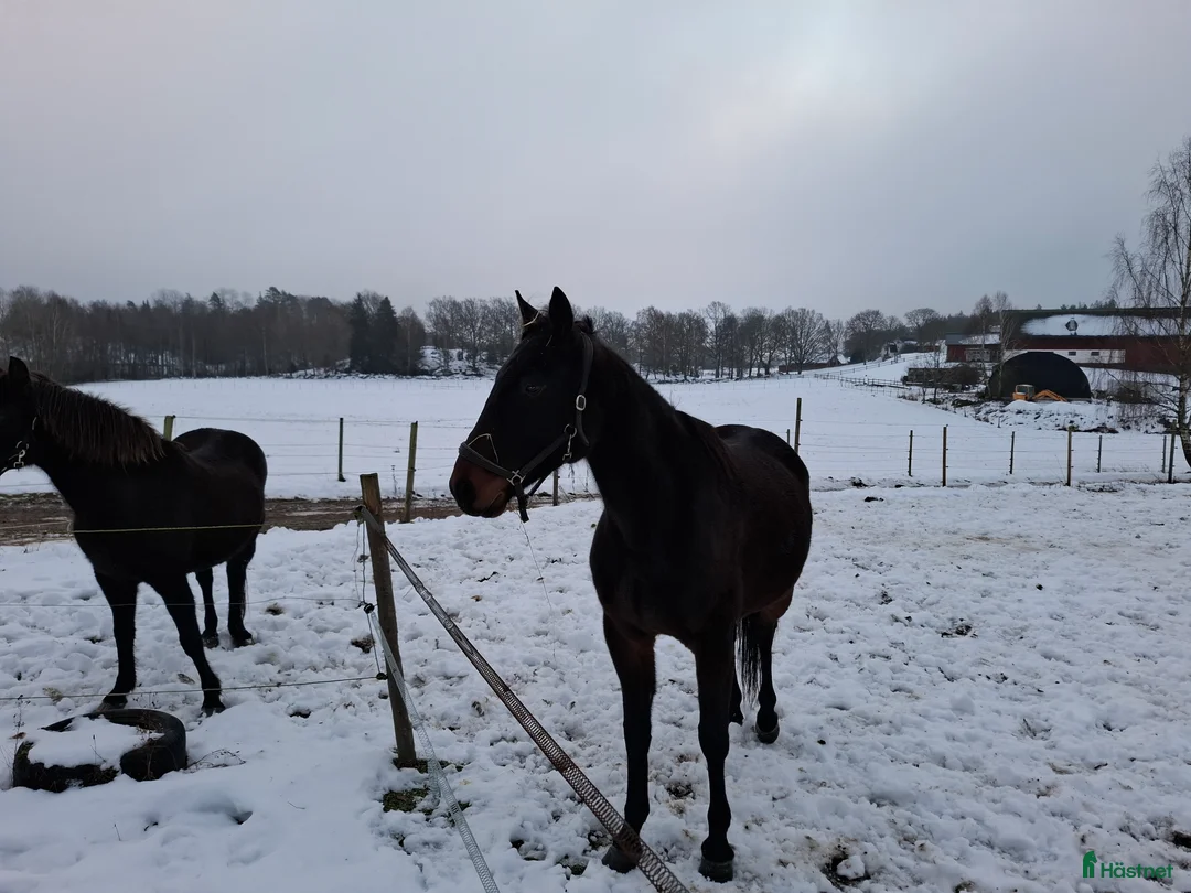 Allround hästar till salu: Fin valack ridbar eller sällskap i Ronneby - Annons 3