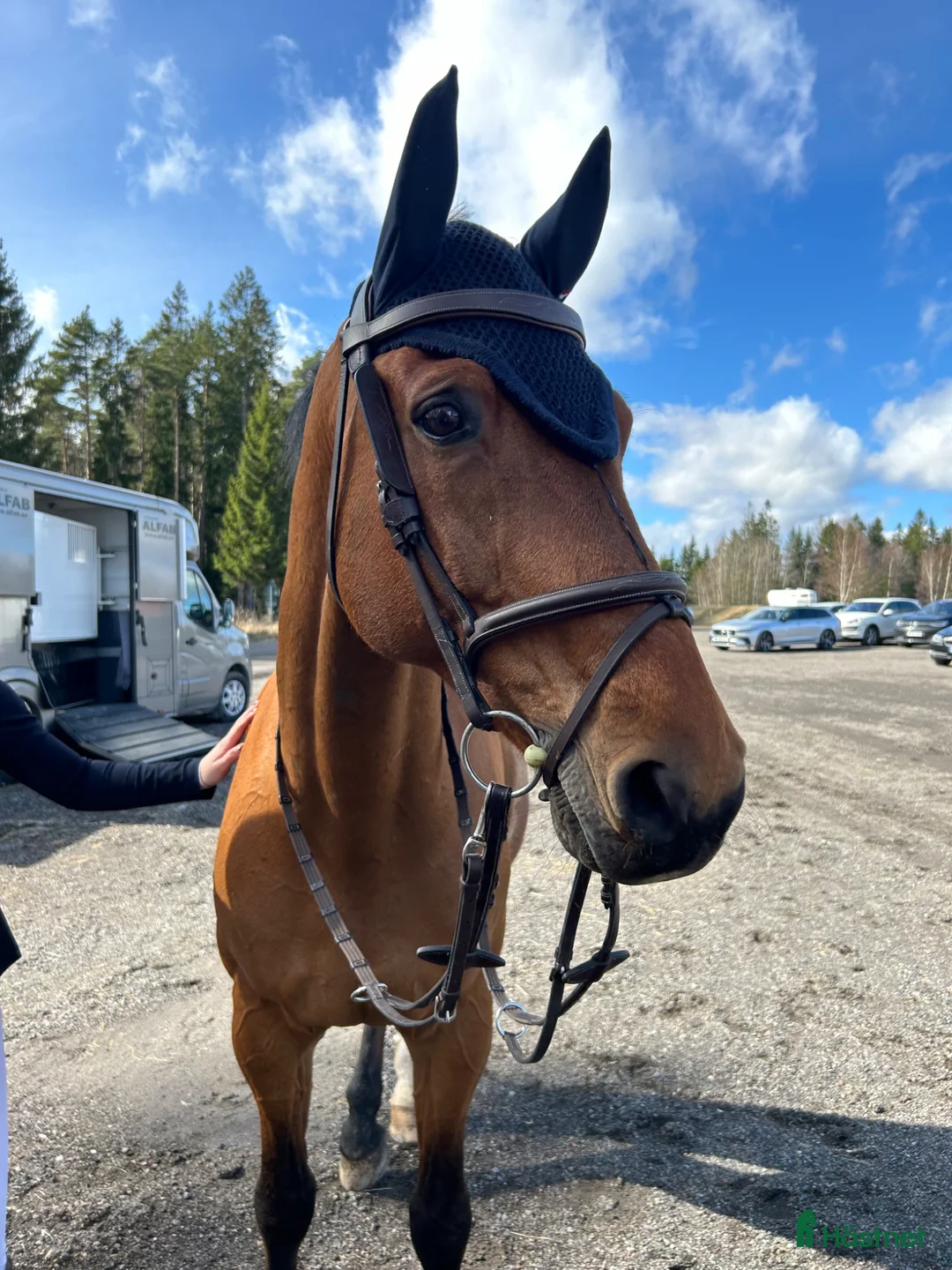 Allround hästar till salu: Lyxig läromästare med meriter i Täby - Annons 1