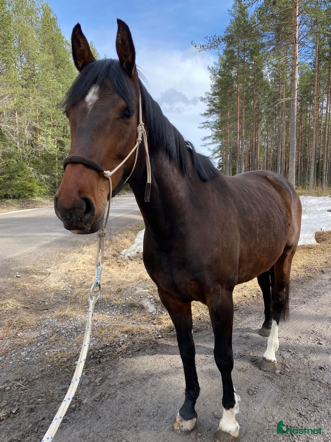 Övrigt hästar till salu: SWB-sto Projekt/Hobby/Avel - Annons 1