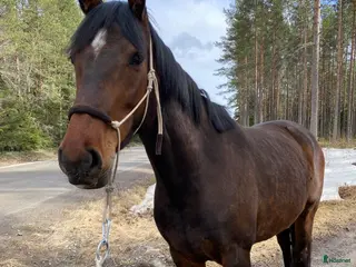 hästar SWB-sto Projekt/Hobby/Avel - Annons 11