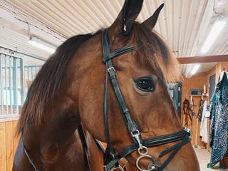 hästar Mindre ridhäst eller till avel i Karlstad - Annons 1