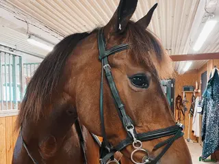 hästar Mindre ridhäst eller till avel i Karlstad - Annons 5