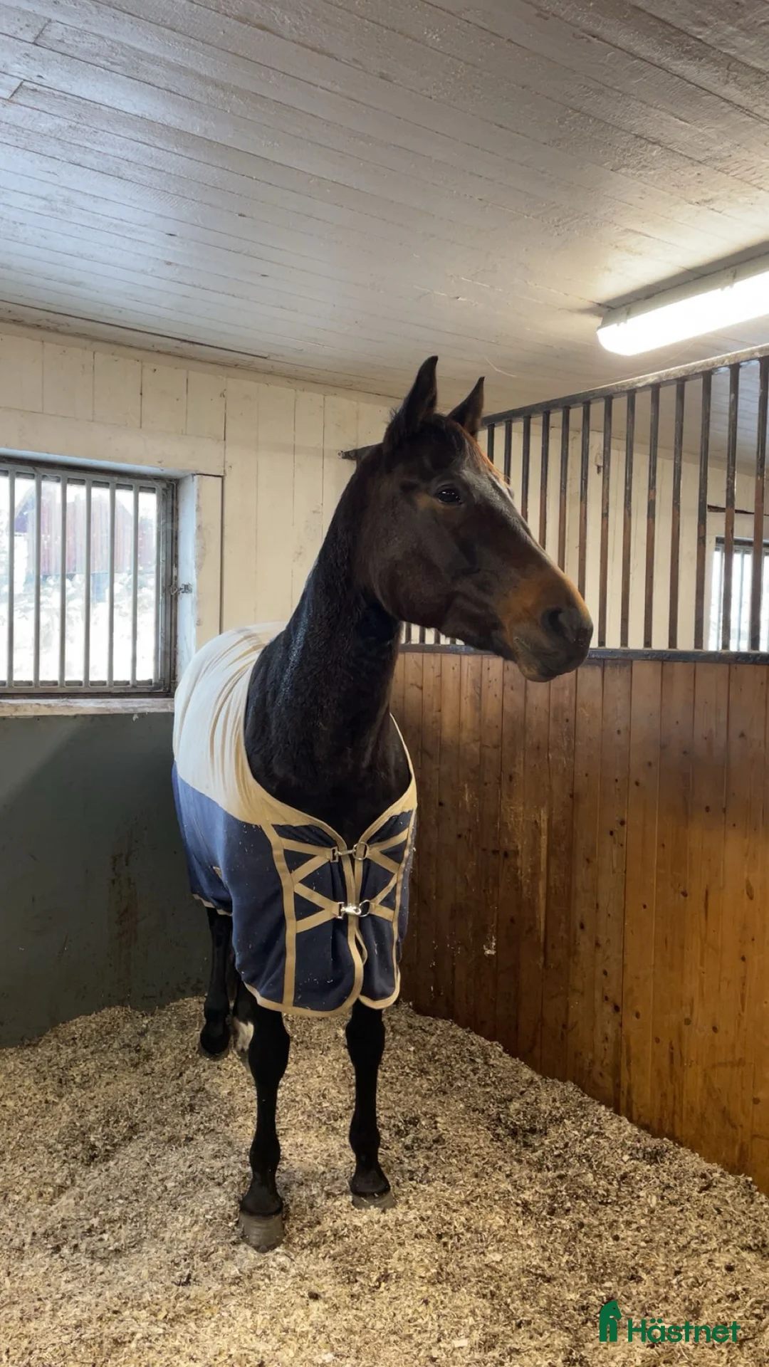 Allround hästar till salu: Pigg varmblodstravare  - Annons 2