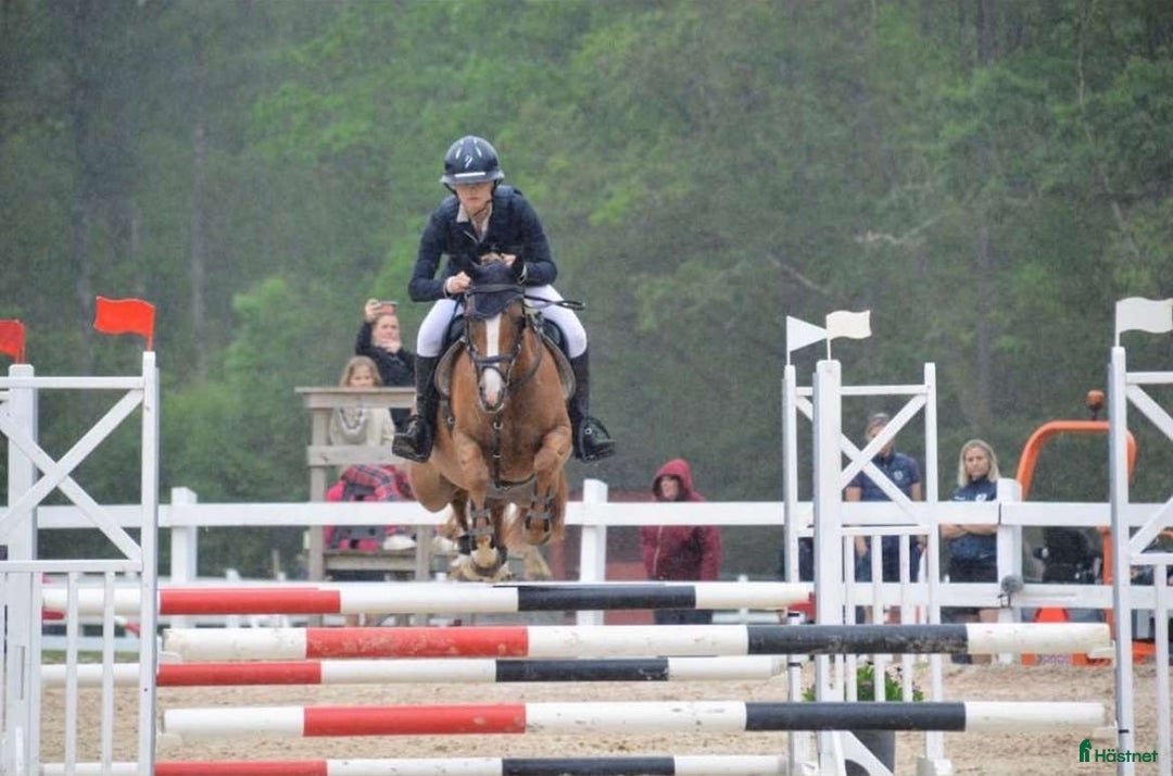 Hoppning hästar till salu: Ungponny SM kvalad🇸🇪🌟 i Kalmar - Annons 1