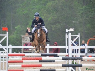 Hoppning hästar till salu: Ungponny SM kvalad🇸🇪🌟 i Kalmar - Annons 1