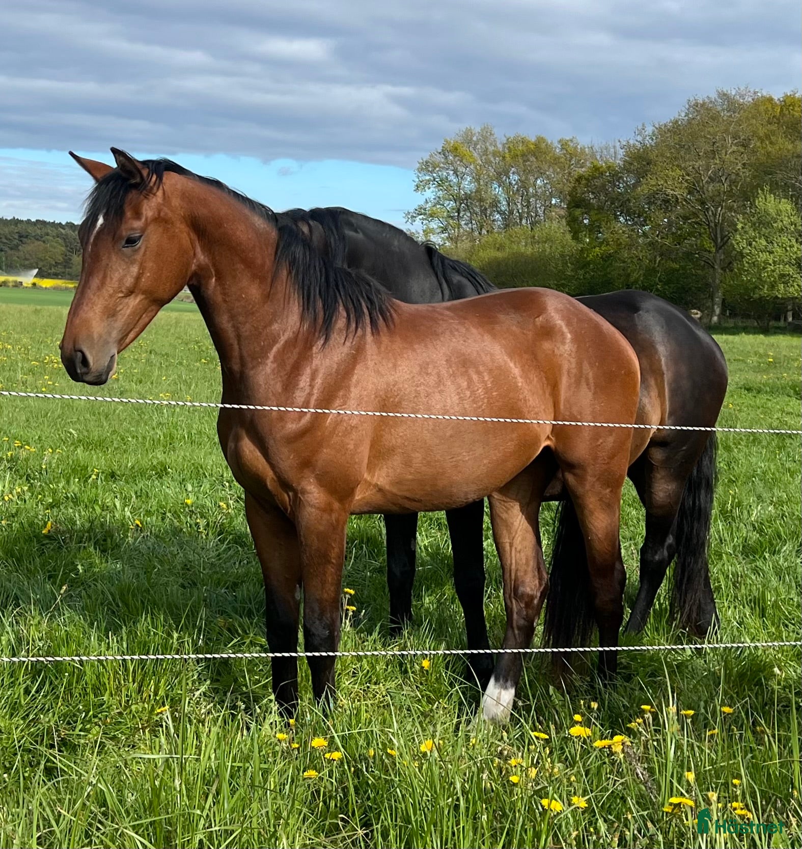 hästar Lovande treåring! - Annons 4