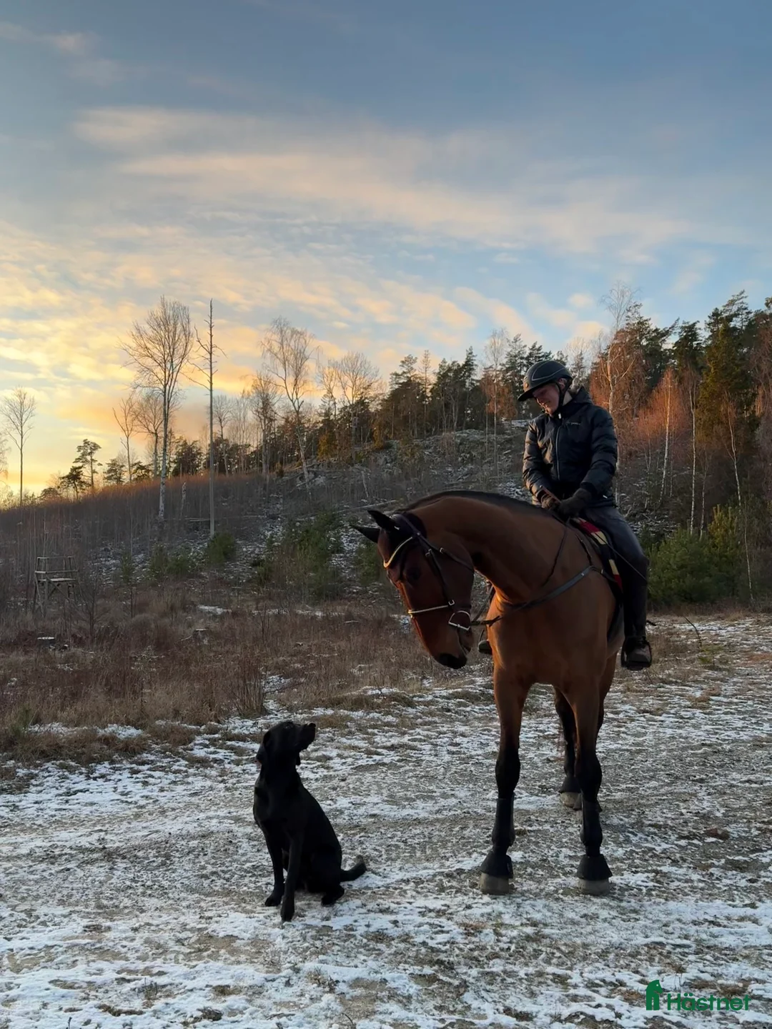 Sällskap hästar till salu: Modig valack till uteritter och sällskap i Visby - Annons 2